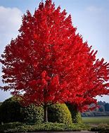 Image result for Red Maple Tree Roots