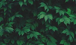 Image result for Greenery Leaf Forest