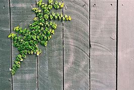 Image result for Palms with Flower Vines