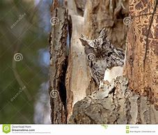 Image result for Eastern Screech Owl in a Tree