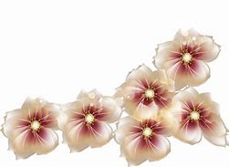 Image result for Transparent Drawing Brown Flowers