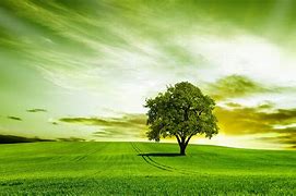 Image result for Stock Image Tree On Wall