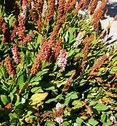 Image result for Persicaria Darjeeling Red