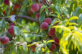 Image result for Pureed Peach Turnovers