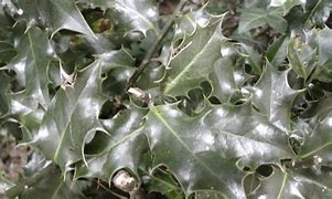 Image result for Holly Leaf Coloring Page