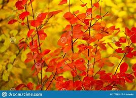 Image result for Birch Tree Leaves Images