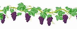 Image result for Vine and Branches Clip Art