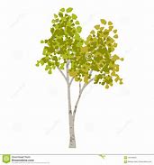 Image result for Curved Birch Tree Clip Art