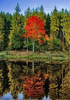 Image result for Fall Leaf Cluster