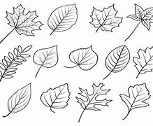 Image result for Simpel Real Leaf Image