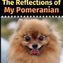 Image result for Pomeranian Dog Coloring Pages