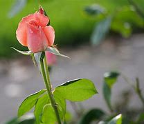 Image result for Peach Rose White Background