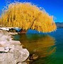 Image result for English Willow Tree