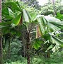 Image result for Palm Inflorescence