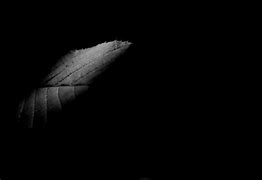 Image result for Black Leaf Silhouette