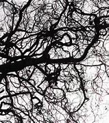 Image result for Leaf Branch Silhouette