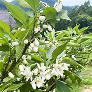 Image result for Joshua Tree Bloom