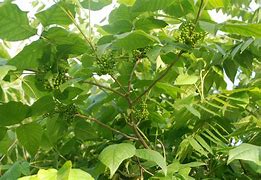 Image result for Poison Ivy Vine Growing Up a Tree