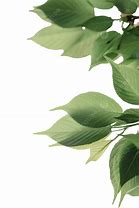 Image result for Arrow-Shaped Leaf Plant