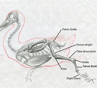 Image result for Duck Skeleton Drawing