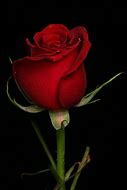 Image result for Most Beautiful Single Red Rose