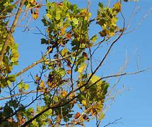 Image result for Branches of Botany