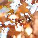 Image result for Falling Leaves Graphic