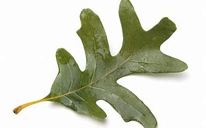 Image result for White Oak Tree Leaf