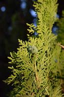 Image result for Conifers Plants