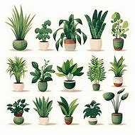 Image result for Human House Plant Trasformation