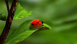 Image result for Ladybug On Leaf Clip Art