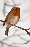 Image result for Robin Singing