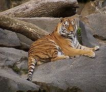 Image result for What Are Safari Animals