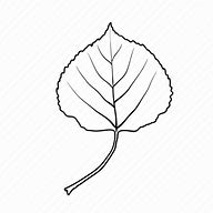 Image result for Aspen Leaf Outline Sticker