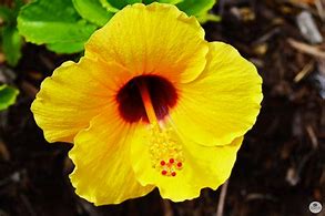 Image result for Yellow Hibiscus Flower