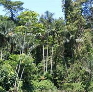 Image result for Hawaii Tropical Rainforest