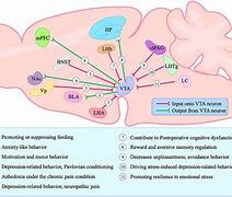 Image result for Brain Input