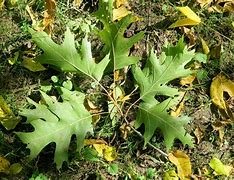 Image result for Leaf Cluster Watercolour