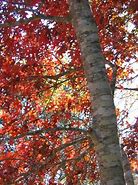 Image result for Texas Red Oak Tree