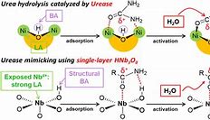 Image result for Amide Bond Hydrolysis