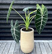 Image result for Alocasia Frydek in Big Pot