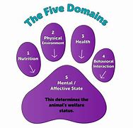 Image result for 5 Domains of Language