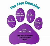 Image result for Five Domains