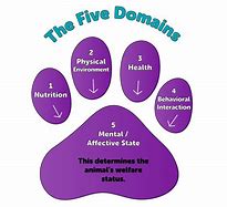 Image result for 5 Domains of Trauma