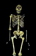 Image result for Homo Erectus Human