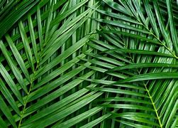 Image result for Palm Leaves Greenery