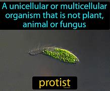 Image result for Protist Plant