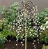 Image result for Ornamental Weeping Willow Dwarf Tree