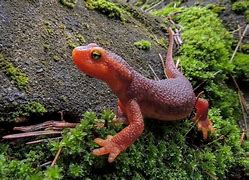 Image result for Amphibians Newt Salamander