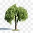 Image result for Willow Tree Design